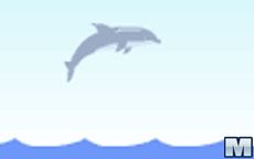 Dolphin Olympics